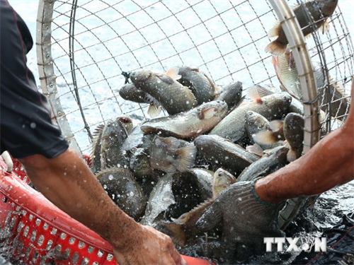 Việt Nam-Nga ưu tiên hàng đầu về phát triển nuôi trồng thủy sản