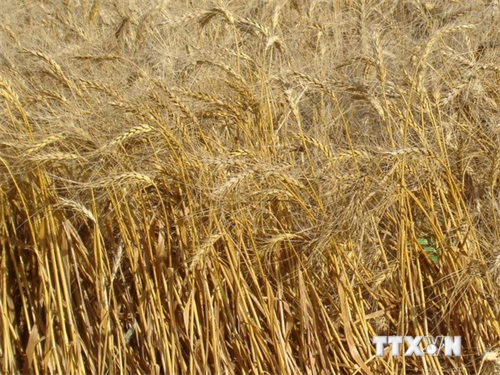 Nga hy vọng sớm đạt thỏa thuận đổi dầu lấy lương thực với Iran