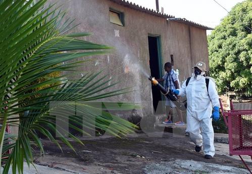 Nghi vấn về sự liên quan giữa chứng teo não, virus Zika và động kinh