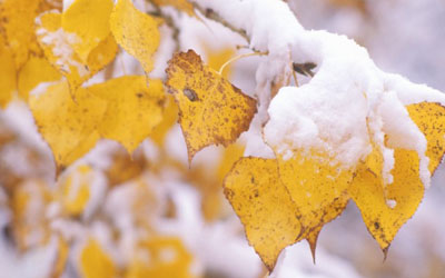 Moskva: Cuối tuần sẽ có tuyết rơi?