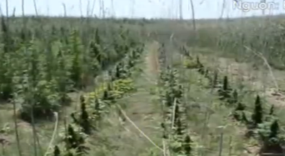 Nga: Triệt phá trang trại cần sa rộng 2.000 m2 tại Crimea