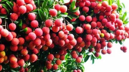 Australia cho phép nhập khẩu quả vải tươi từ Việt Nam