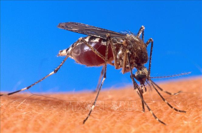 Nga cảnh báo khả năng gia tăng số ca nhiễm virus Tây sông Nile