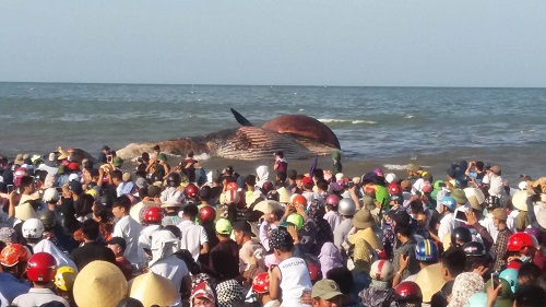 Đưa xác cá voi lên bờ tổ chức an táng trong đêm