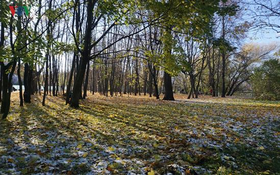 Ngắm tuyết rơi trong sắc thu vàng ở Moscow