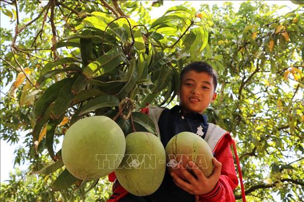 'Giấy thông hành' và câu chuyện xuất khẩu trái cây
